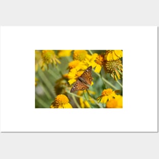 Hackberry Emperor and Huisache Daisy Wildflowers Posters and Art